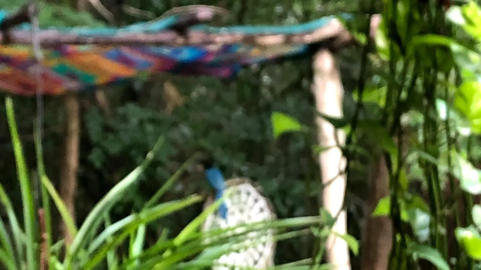 Bed and Breakfast Casa Tzalam Tulum Selva